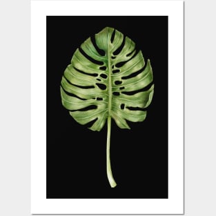 Monstera leaf illustration Posters and Art